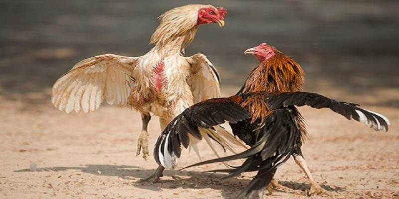 Hướng dẫn sử dụng các loại mồi cho gà đá đúng cách