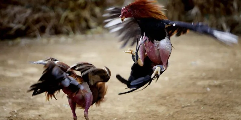 Các loại mồi cho gà đá hiệu quả và cách bổ sung hợp lý